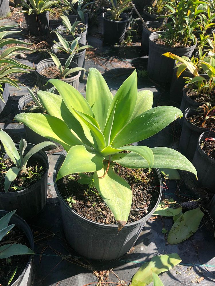 agave-attenuata-spineless-century-plant-soft-tip-agave
