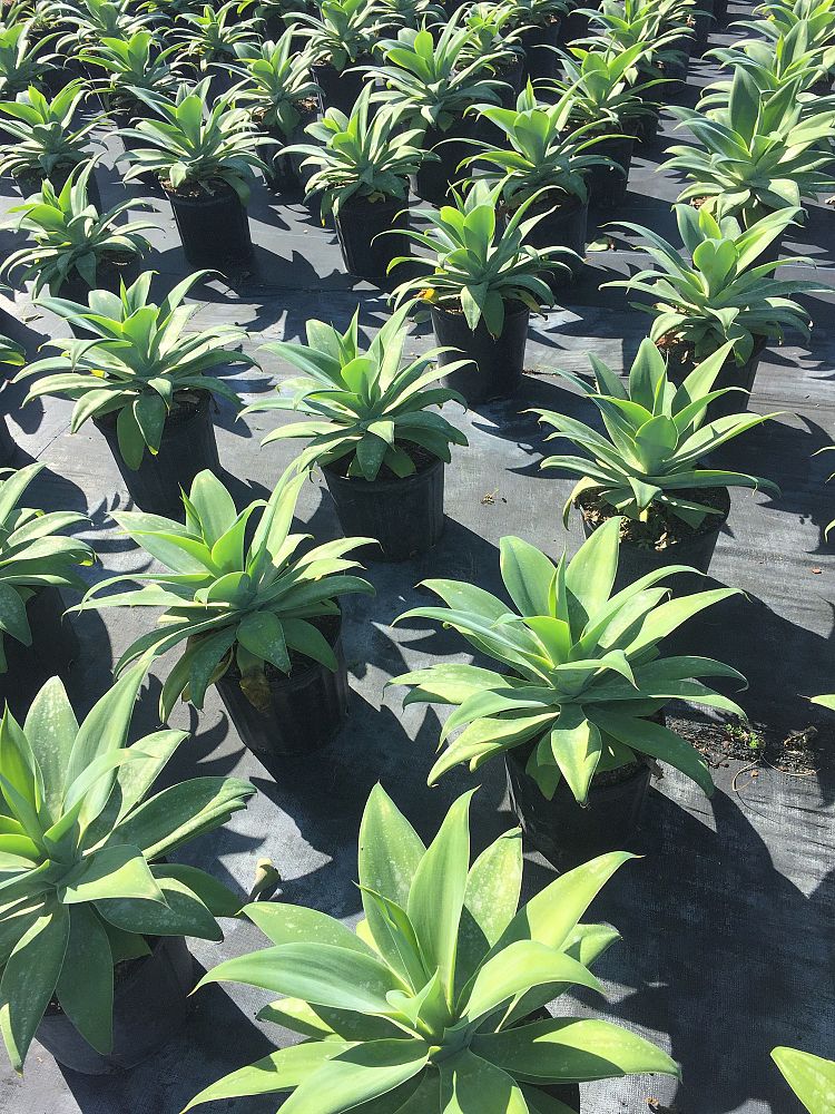 agave-attenuata-spineless-century-plant-soft-tip-agave