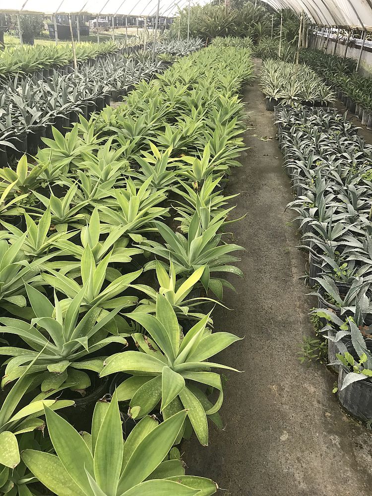 agave-attenuata-spineless-century-plant-soft-tip-agave