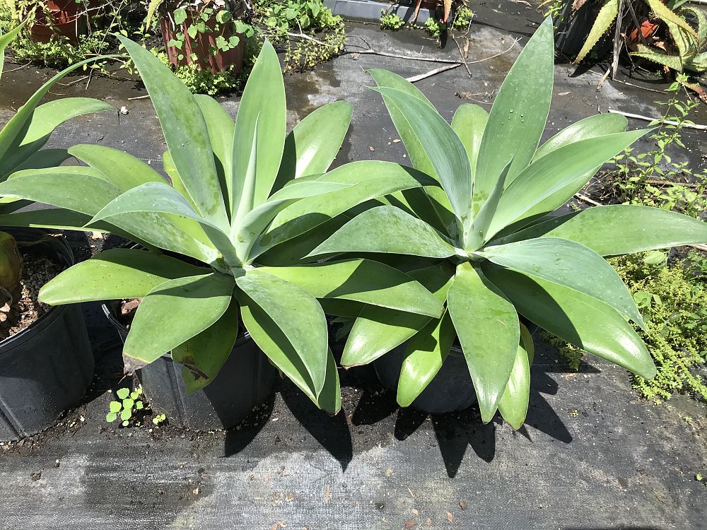 agave-attenuata-spineless-century-plant-soft-tip-agave
