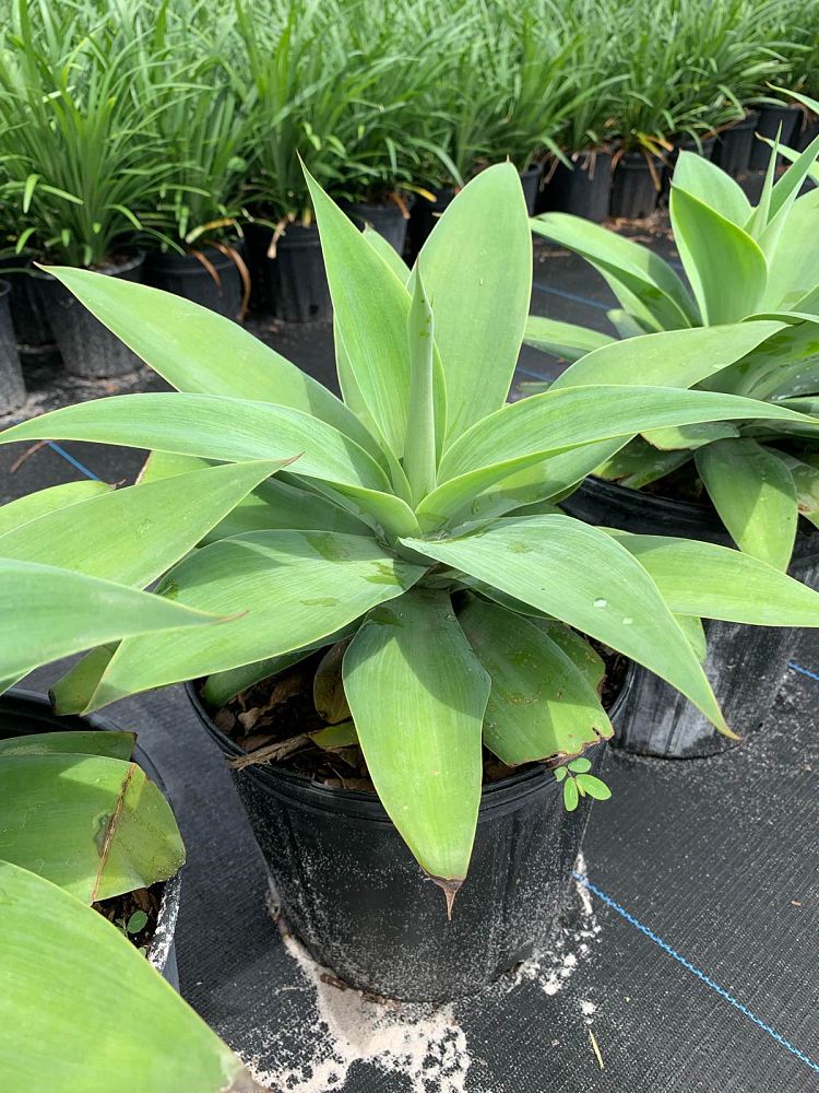agave-attenuata-spineless-century-plant-soft-tip-agave