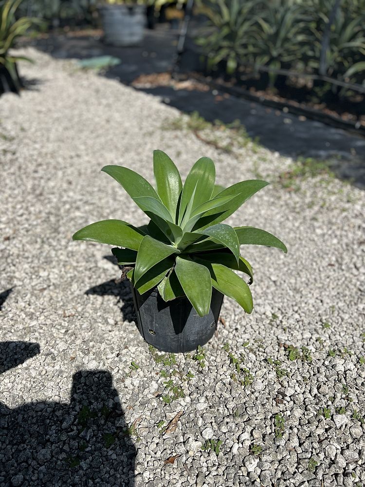 agave-attenuata-spineless-century-plant-soft-tip-agave
