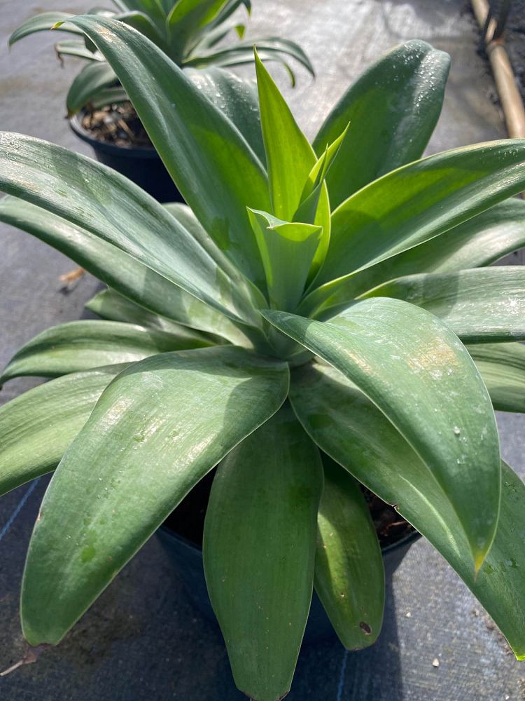 agave-attenuata-spineless-century-plant-soft-tip-agave
