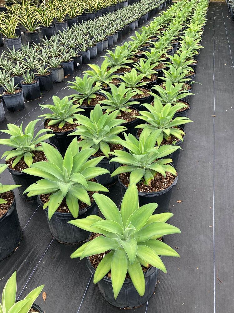 agave-attenuata-spineless-century-plant-soft-tip-agave