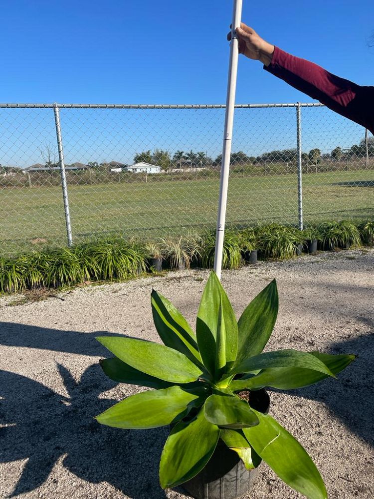 agave-attenuata-spineless-century-plant-soft-tip-agave