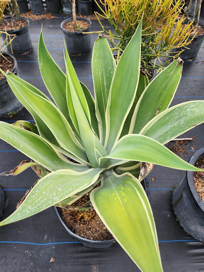 agave-attenuata-spineless-century-plant-soft-tip-agave