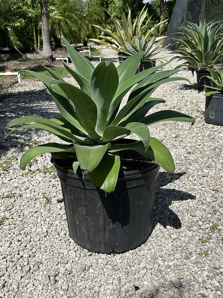 agave-attenuata-spineless-century-plant-soft-tip-agave