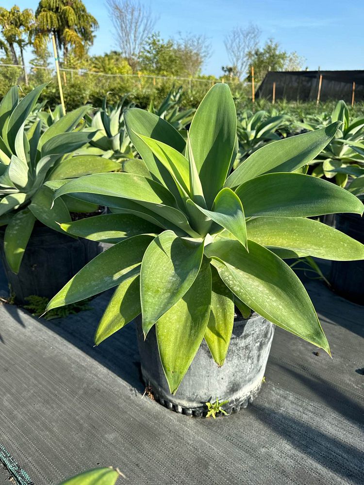 agave-attenuata-spineless-century-plant-soft-tip-agave
