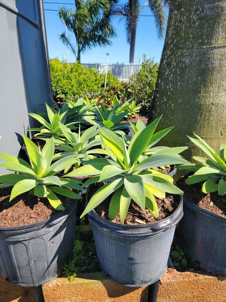 agave-attenuata-spineless-century-plant-soft-tip-agave
