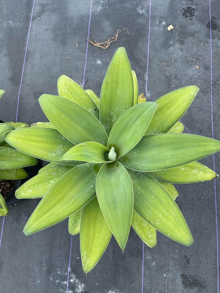 agave-attenuata-spineless-century-plant-soft-tip-agave