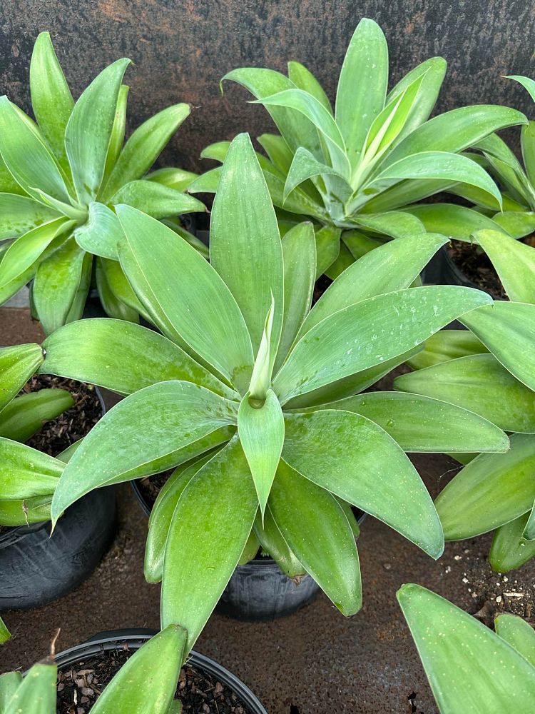 agave-attenuata-spineless-century-plant-soft-tip-agave