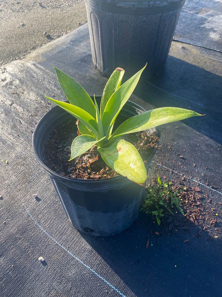 agave-attenuata-spineless-century-plant-soft-tip-agave