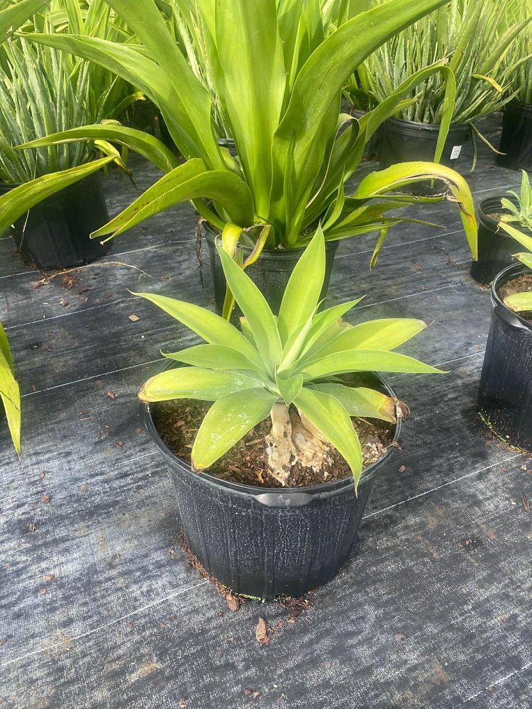 agave-attenuata-spineless-century-plant-soft-tip-agave