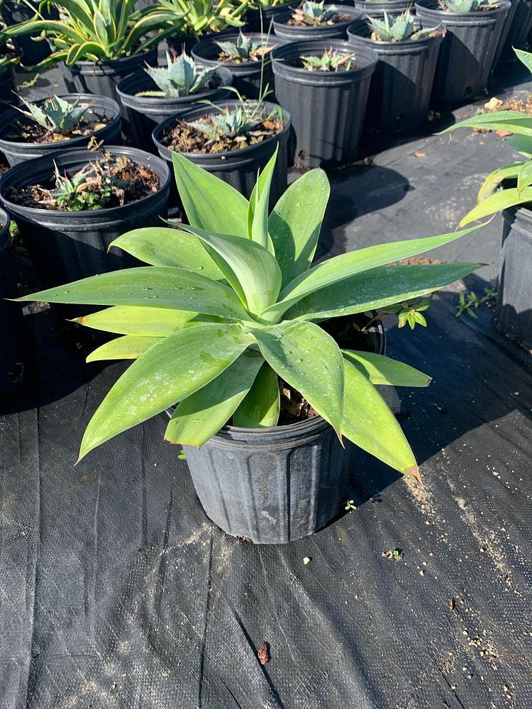 agave-attenuata-spineless-century-plant-soft-tip-agave