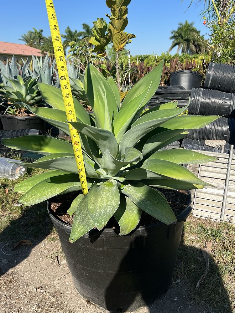 agave-attenuata-spineless-century-plant-soft-tip-agave