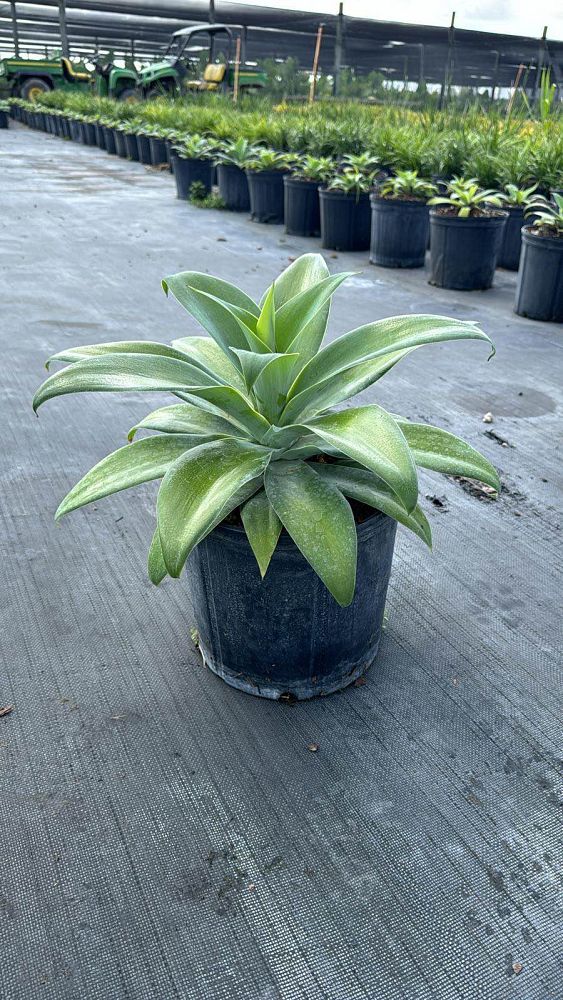 agave-attenuata-spineless-century-plant-soft-tip-agave