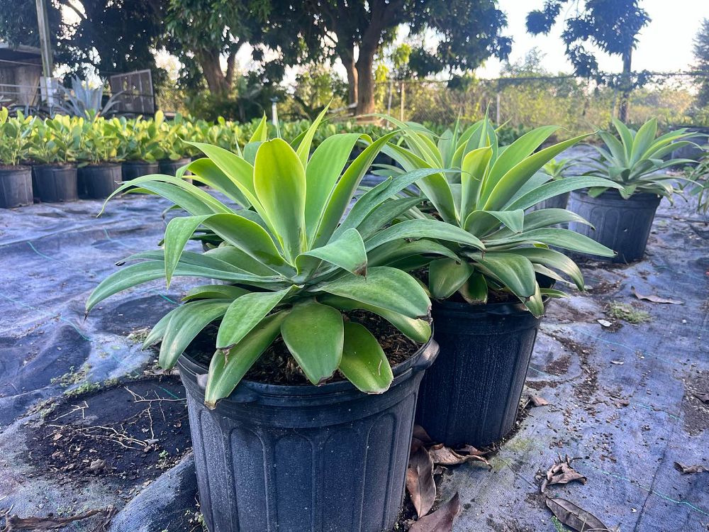 agave-attenuata-spineless-century-plant-soft-tip-agave