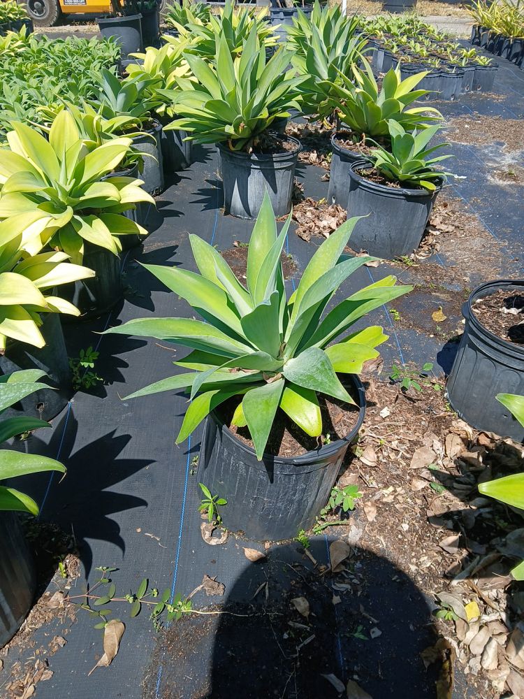 agave-attenuata-spineless-century-plant-soft-tip-agave