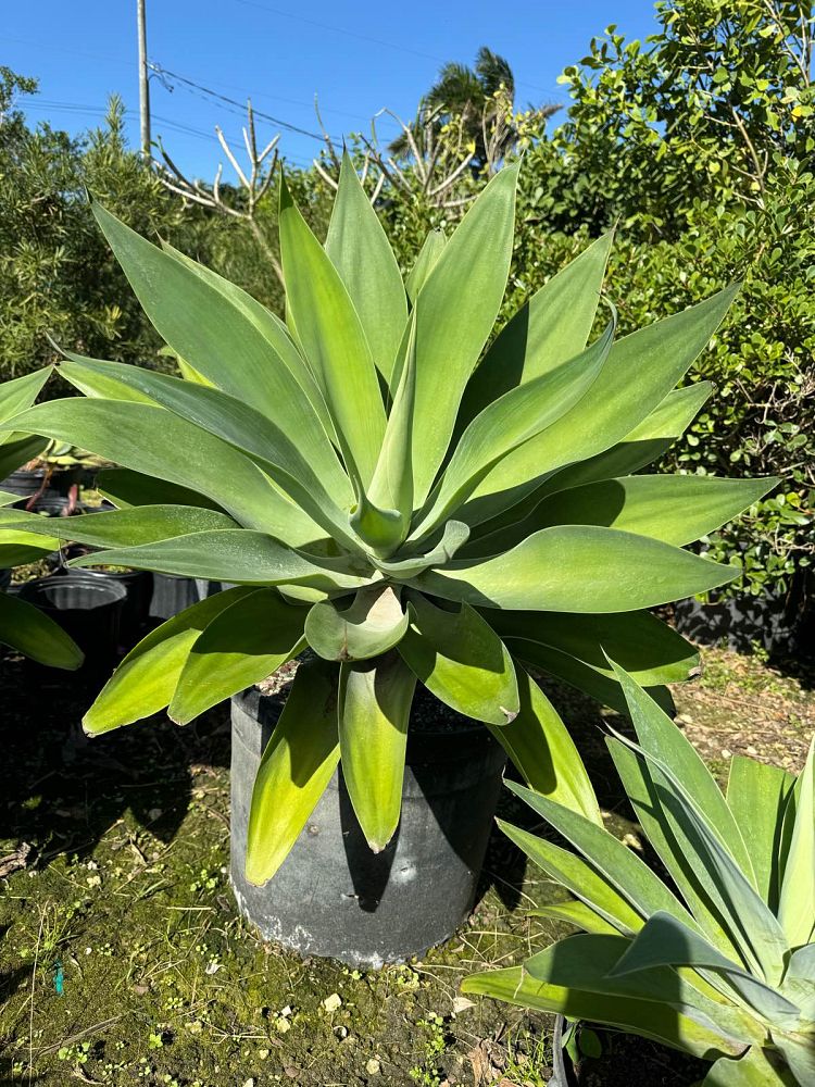 agave-attenuata-spineless-century-plant-soft-tip-agave