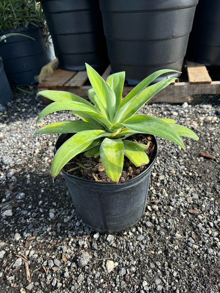 agave-attenuata-spineless-century-plant-soft-tip-agave