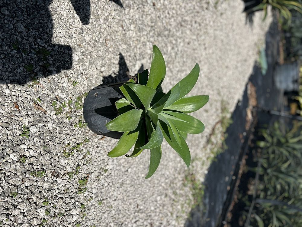 agave-attenuata-spineless-century-plant-soft-tip-agave