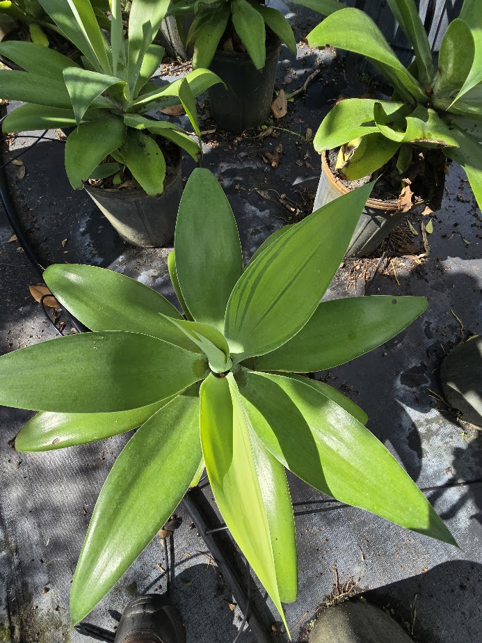 agave-attenuata-spineless-century-plant-soft-tip-agave