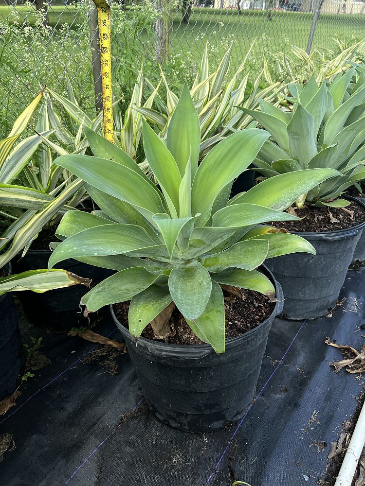 agave-attenuata-spineless-century-plant-soft-tip-agave