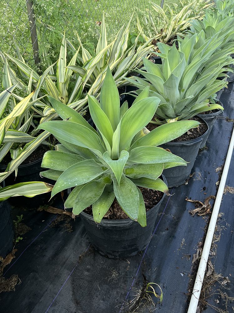 agave-attenuata-spineless-century-plant-soft-tip-agave