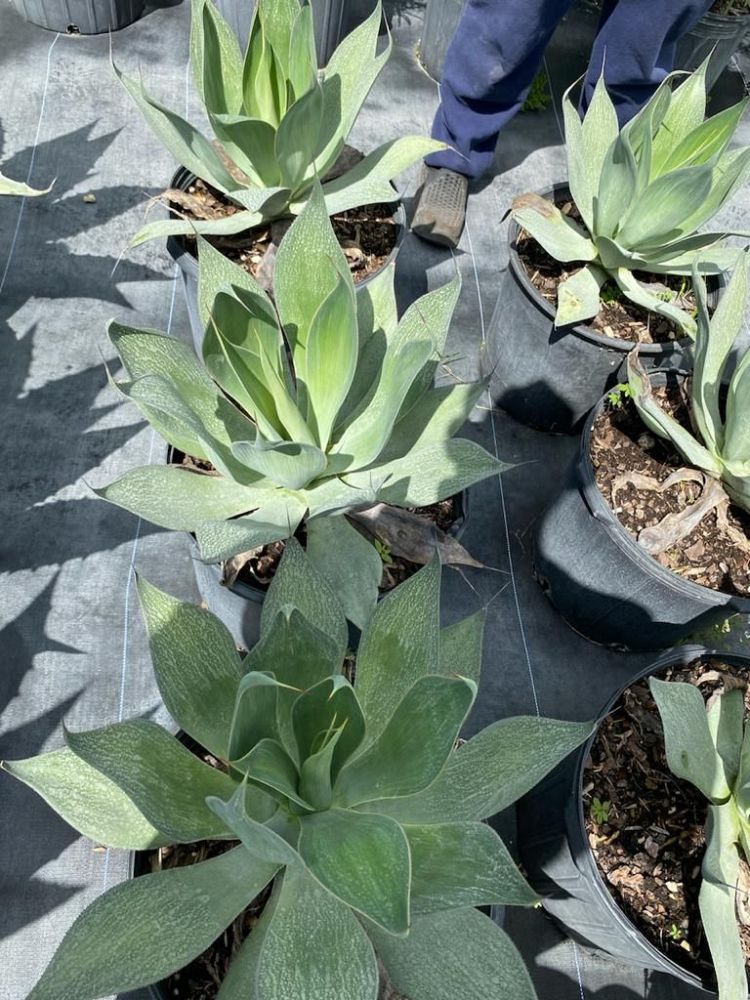 agave-attenuata-spineless-century-plant-soft-tip-agave