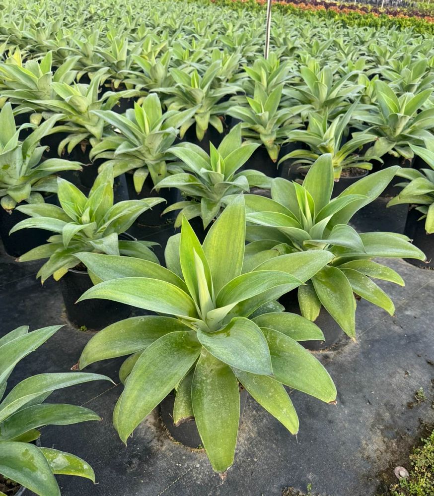 agave-attenuata-spineless-century-plant-soft-tip-agave
