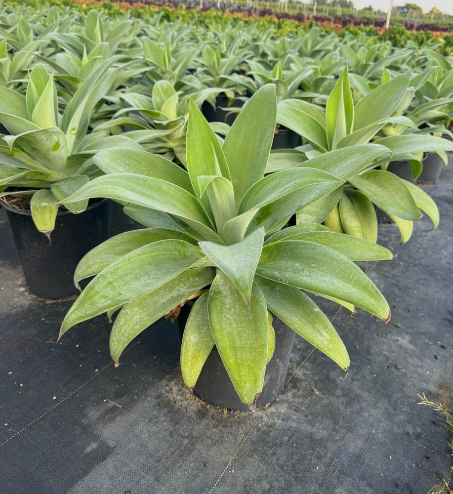 agave-attenuata-spineless-century-plant-soft-tip-agave