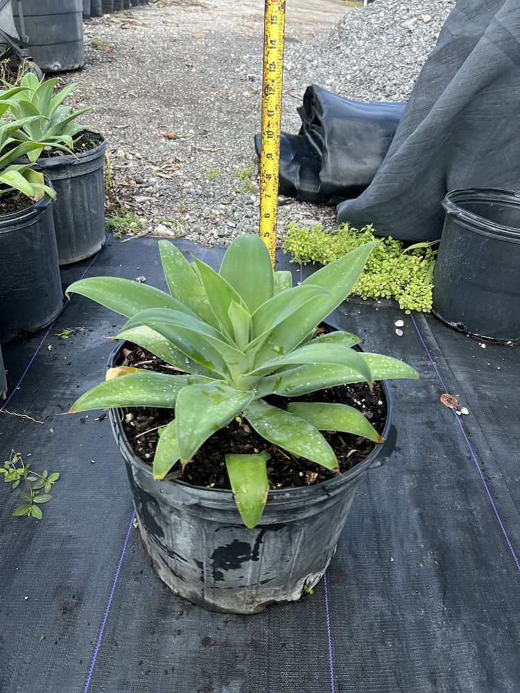 agave-attenuata-spineless-century-plant-soft-tip-agave