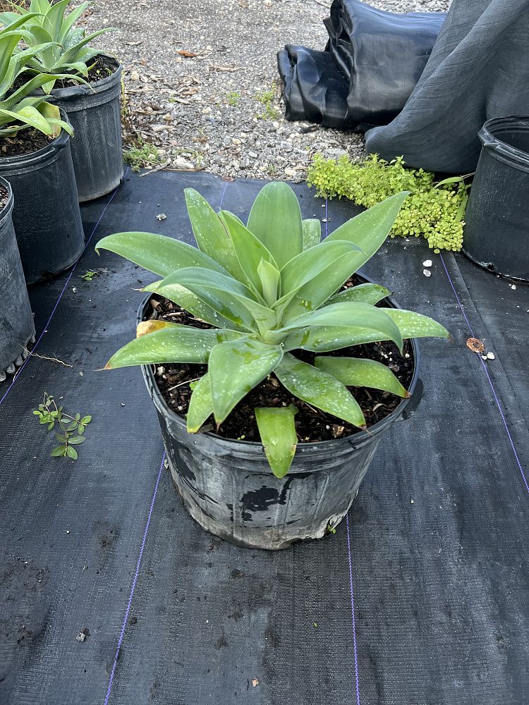 agave-attenuata-spineless-century-plant-soft-tip-agave