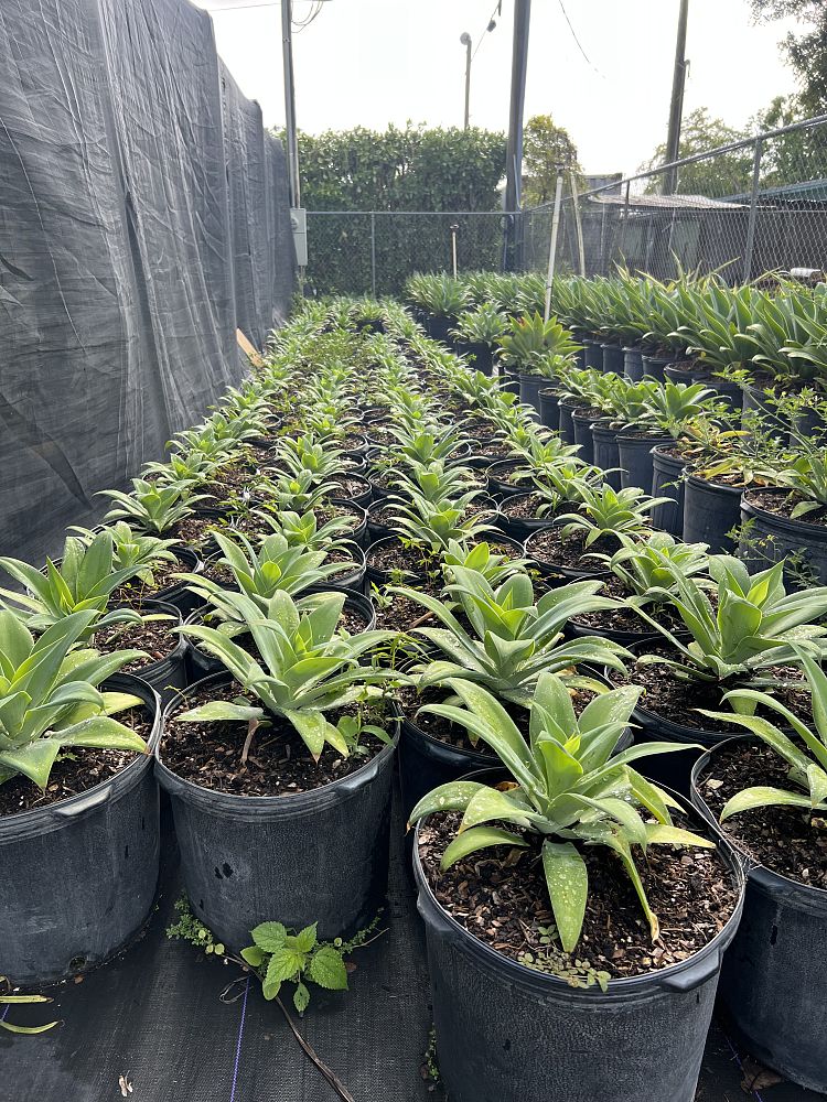 agave-attenuata-spineless-century-plant-soft-tip-agave