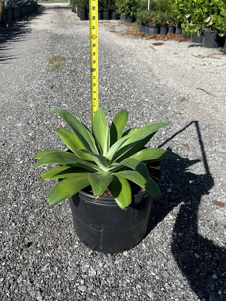 agave-attenuata-spineless-century-plant-soft-tip-agave