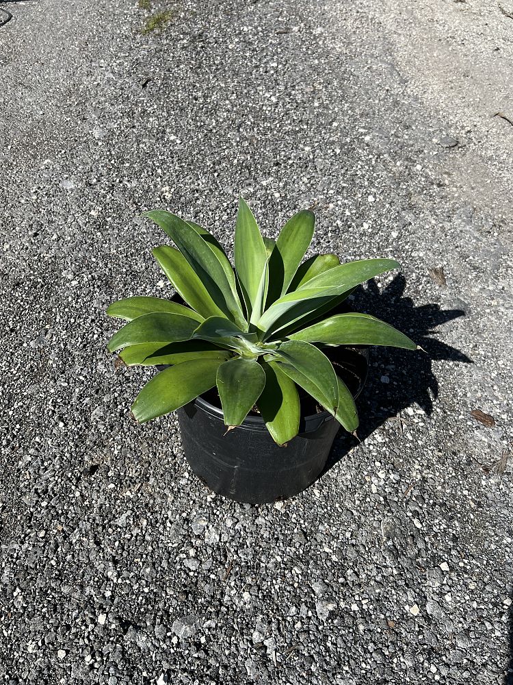 agave-attenuata-spineless-century-plant-soft-tip-agave