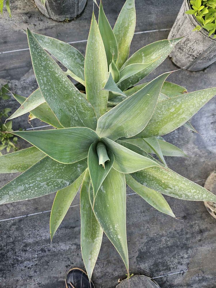 agave-attenuata-spineless-century-plant-soft-tip-agave