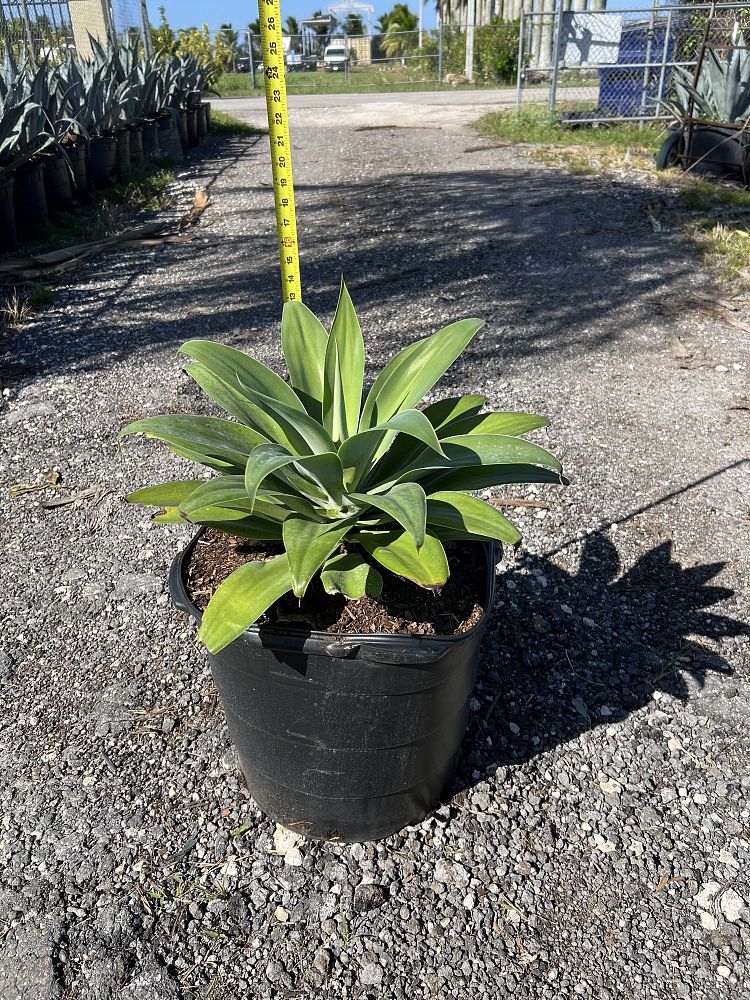 agave-attenuata-spineless-century-plant-soft-tip-agave