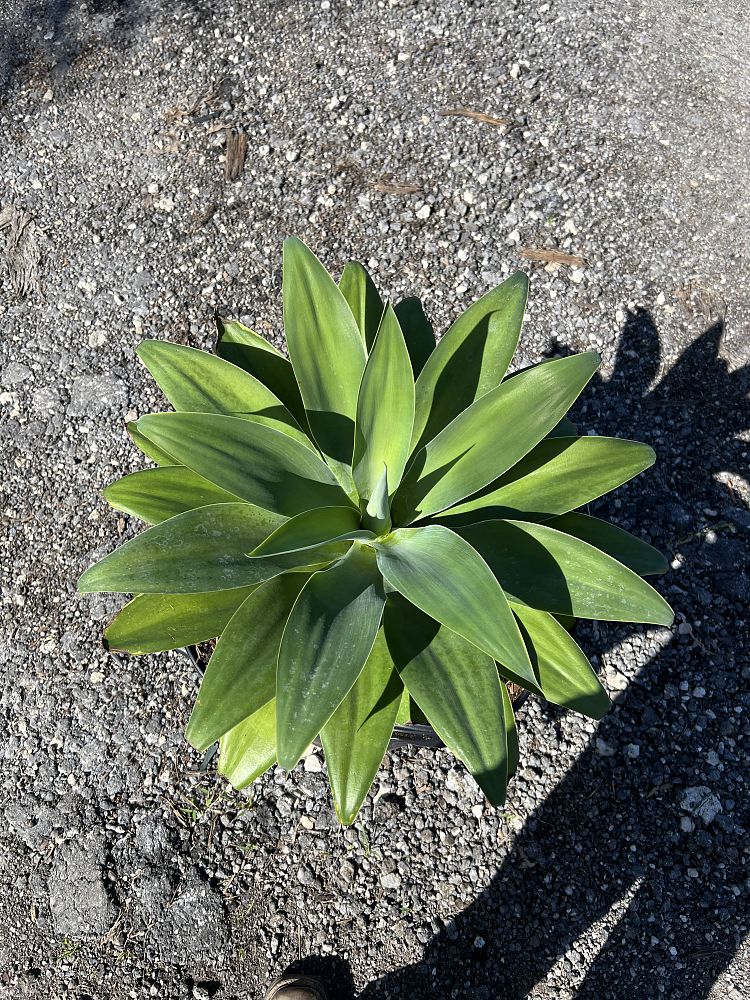 agave-attenuata-spineless-century-plant-soft-tip-agave