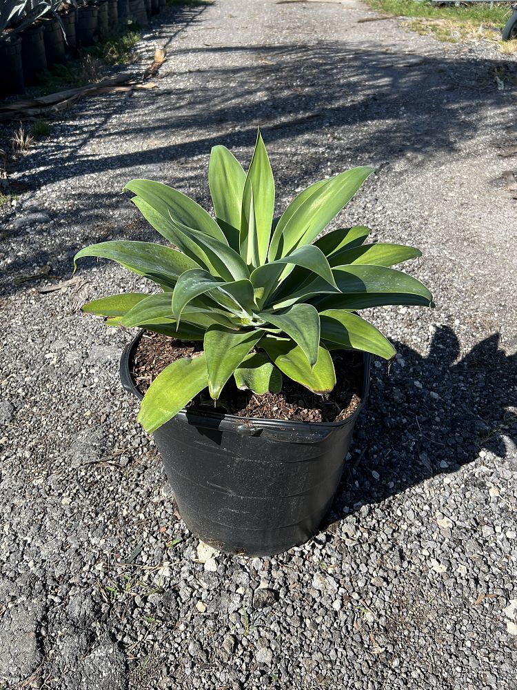 agave-attenuata-spineless-century-plant-soft-tip-agave