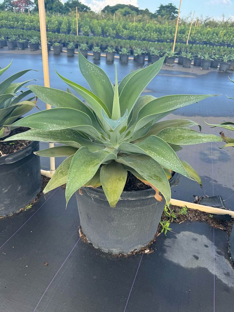 agave-attenuata-spineless-century-plant-soft-tip-agave
