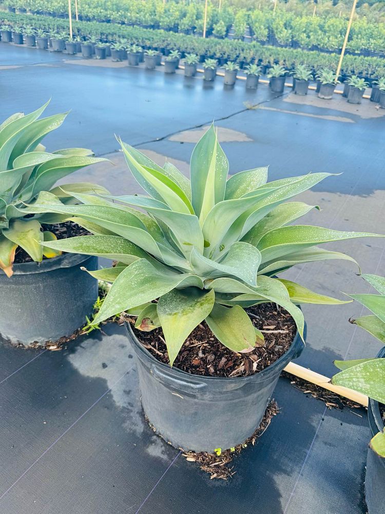 agave-attenuata-spineless-century-plant-soft-tip-agave