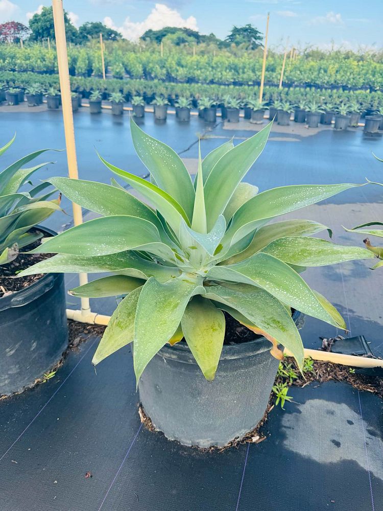 agave-attenuata-spineless-century-plant-soft-tip-agave