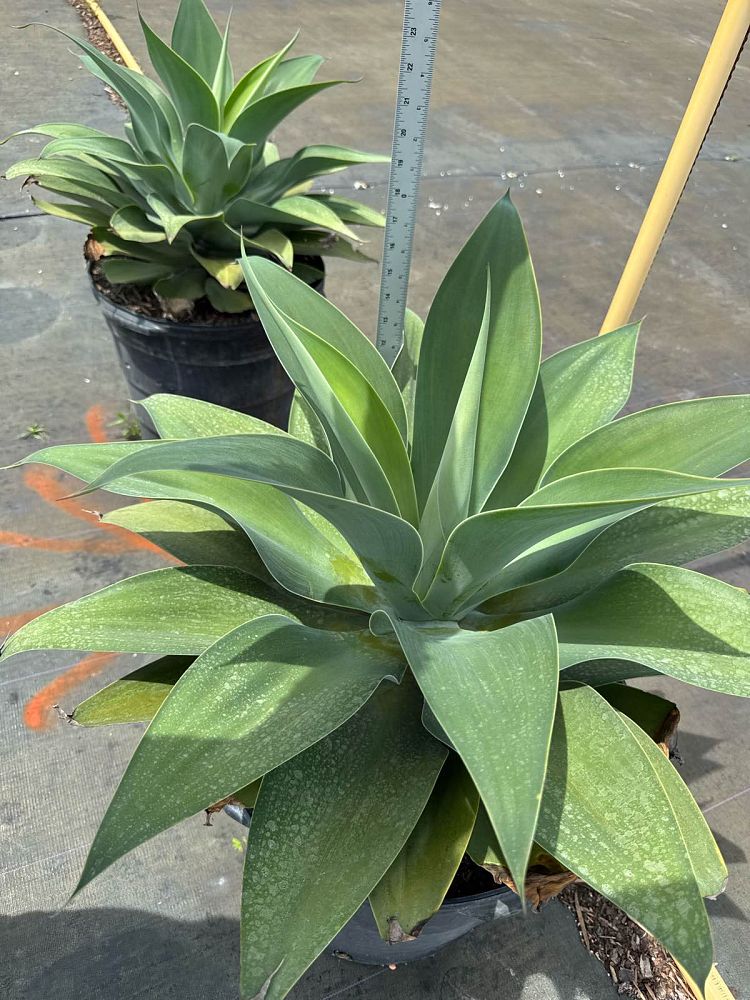 agave-attenuata-spineless-century-plant-soft-tip-agave