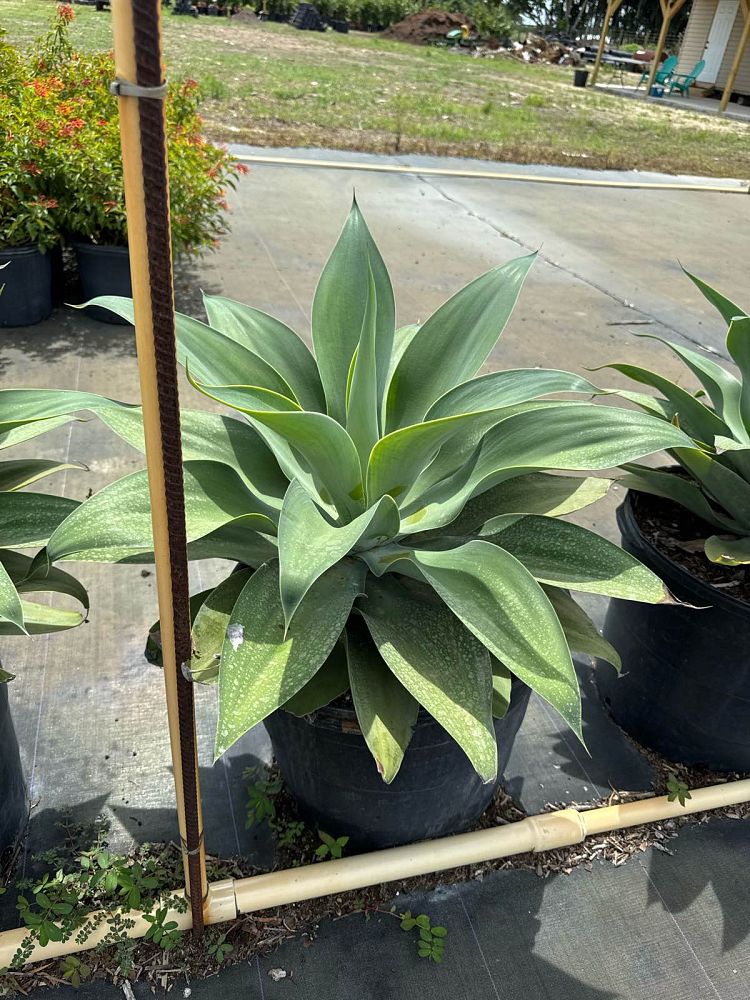 agave-attenuata-spineless-century-plant-soft-tip-agave