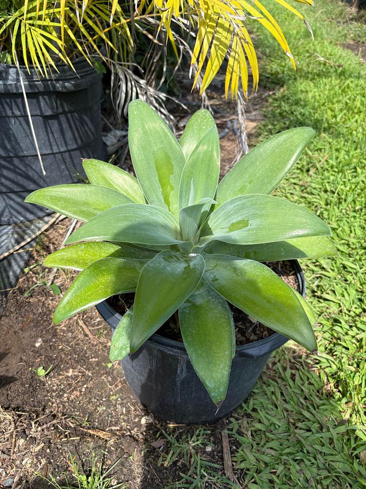 agave-attenuata-spineless-century-plant-soft-tip-agave