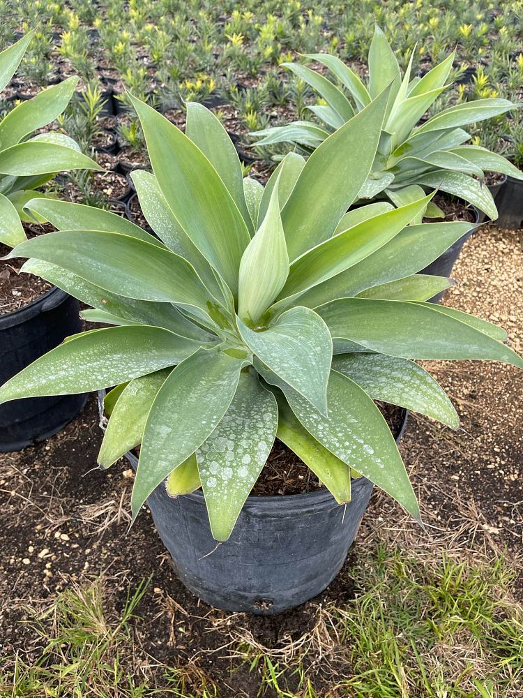 agave-attenuata-spineless-century-plant-soft-tip-agave