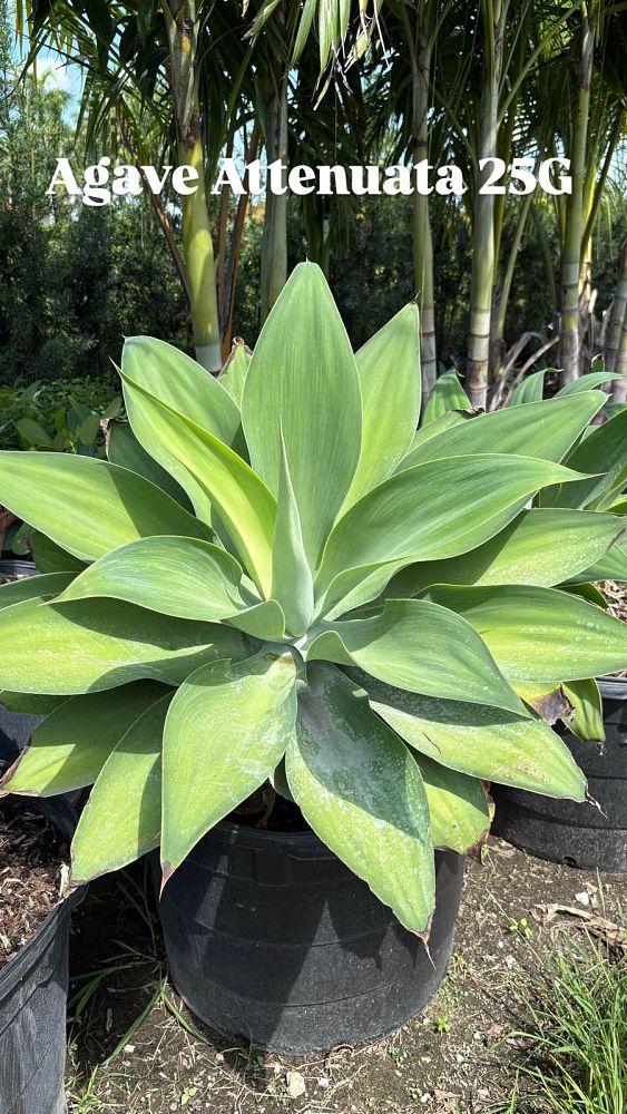 agave-attenuata-spineless-century-plant-soft-tip-agave