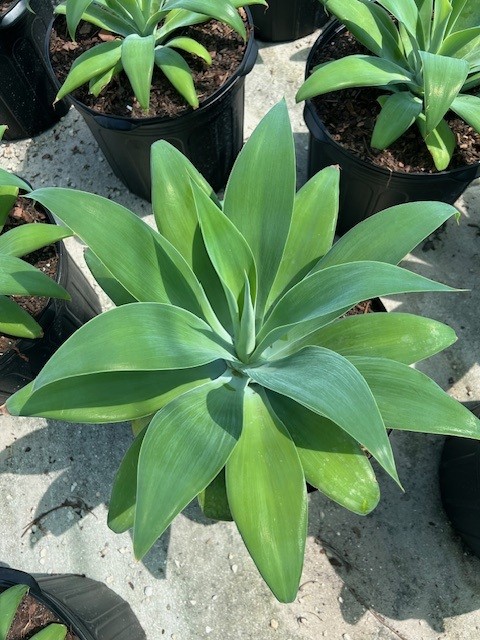 agave-attenuata-spineless-century-plant-soft-tip-agave