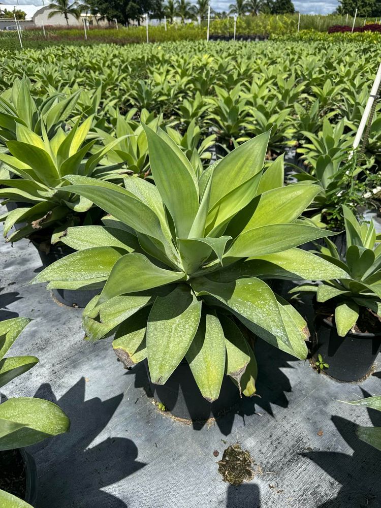 agave-attenuata-spineless-century-plant-soft-tip-agave